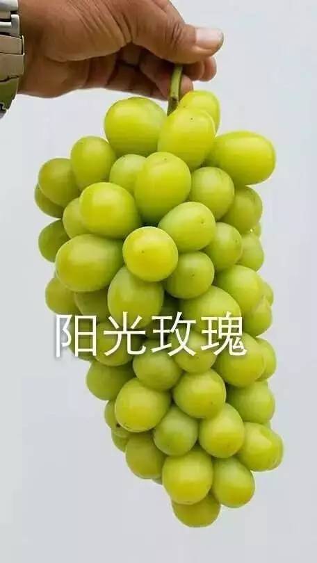 九个热门葡萄品种介绍